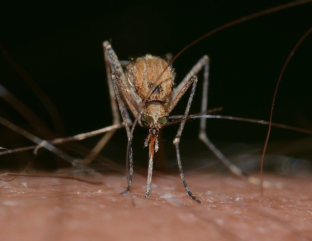 mosquito and tick control