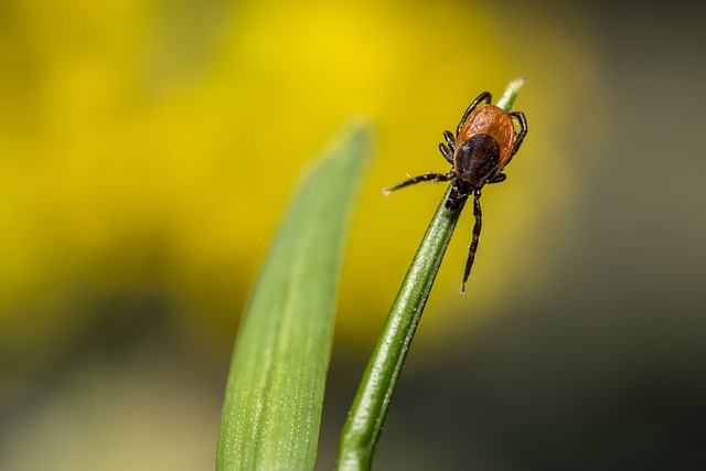 mosquito and tick control