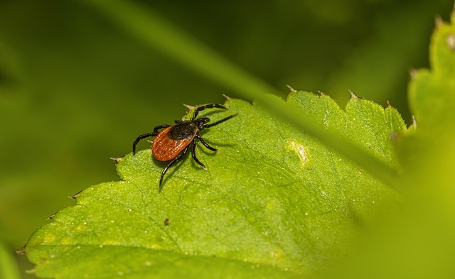 mosquito and tick control