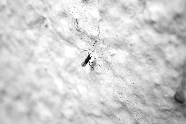 mosquito and tick control