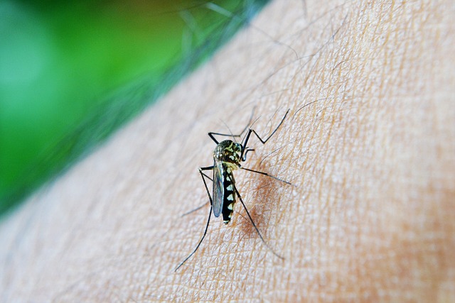 mosquito and tick control