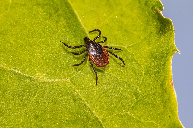 mosquito and tick control