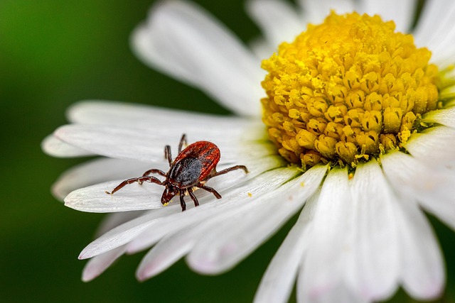 mosquito and tick control