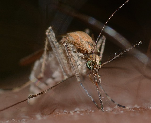 mosquito and tick control