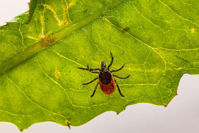 mosquito and tick control