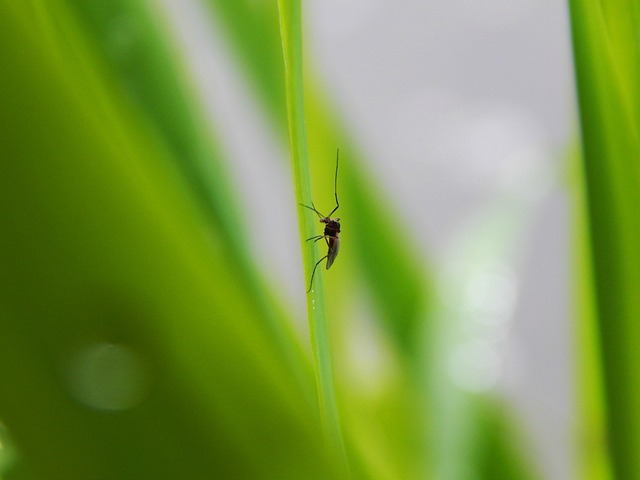 mosquito and tick control