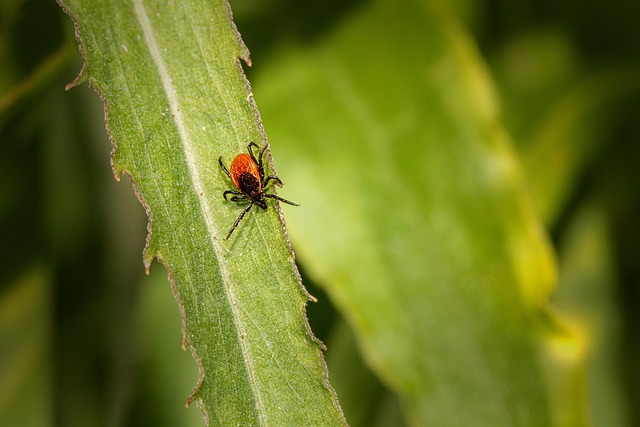 mosquito-and-tick-control-640x480-61171365.jpeg