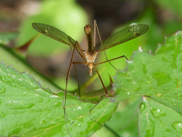 mosquito and tick control