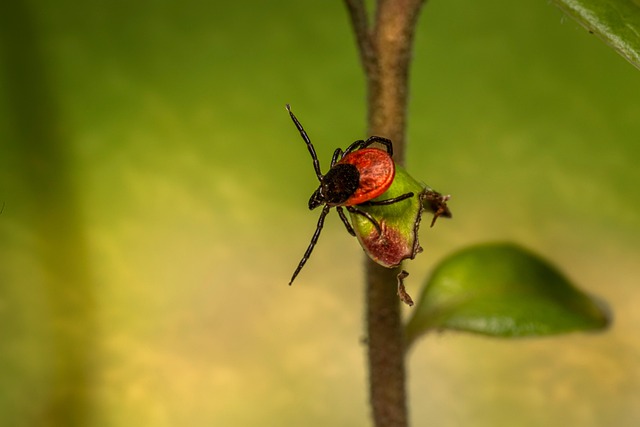 mosquito and tick control
