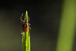 mosquito-and-tick-control-640x480-64958288.jpeg
