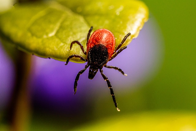 mosquito and tick control