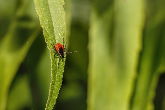 mosquito and tick control