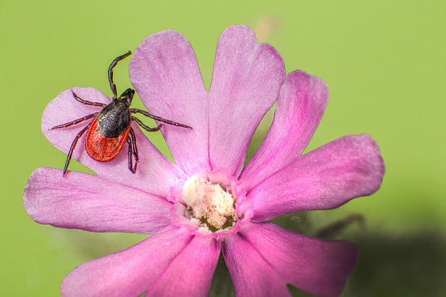 mosquito and tick control
