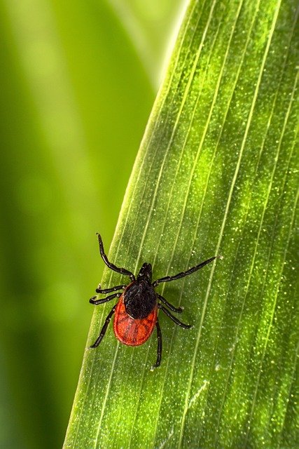 mosquito and tick control