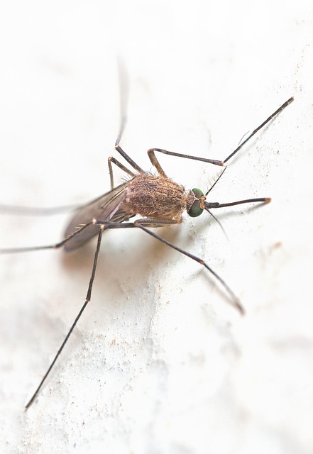 mosquito and tick control