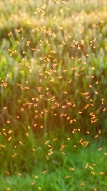 Mosquito Control