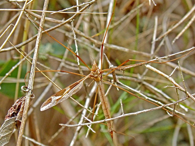 Mosquito Control