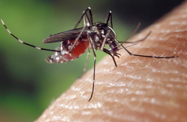 mosquito-control-640x480-37185493.jpeg