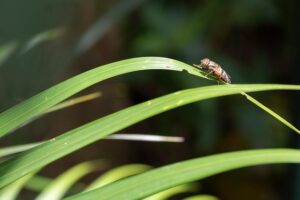 Same-Day Mosquito Services: Quick Relief for Instant Peace of Mind