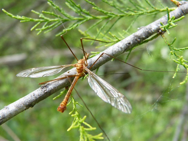 Mosquito Control