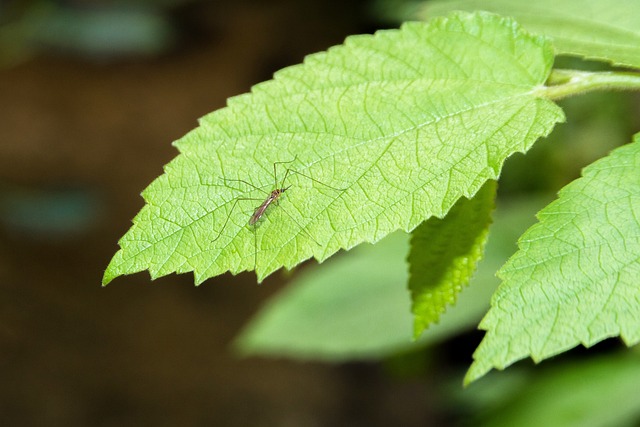 Mosquito Control