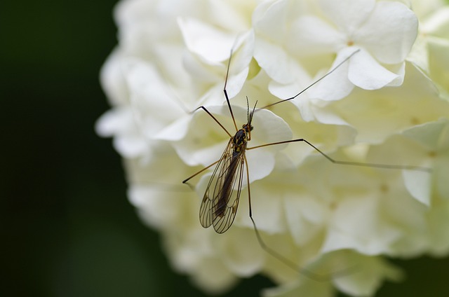Mosquito Control