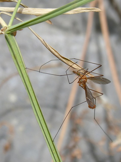 mosquito-control-640x480-58178949.jpeg