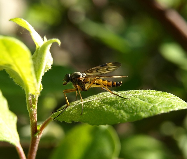 Mosquito Control