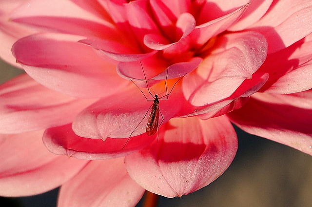 Mosquito Control