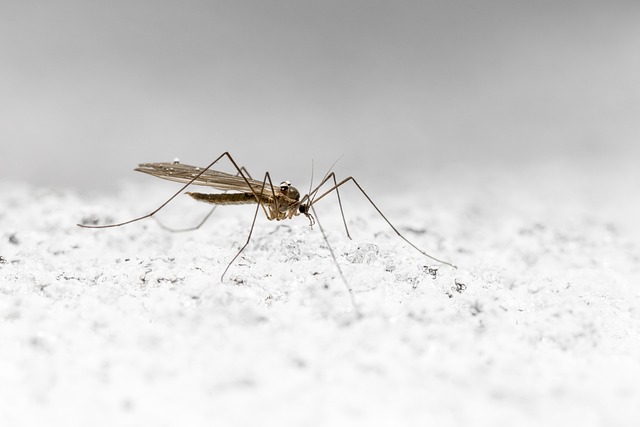 Mosquito Control