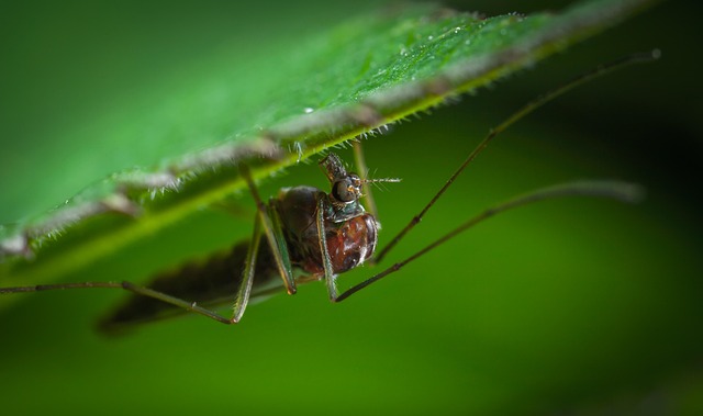 Mosquito Control