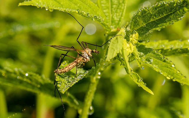 mosquito-control-640x480-6769775.jpeg