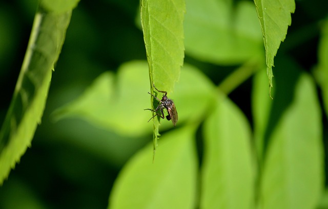 Mosquito Control