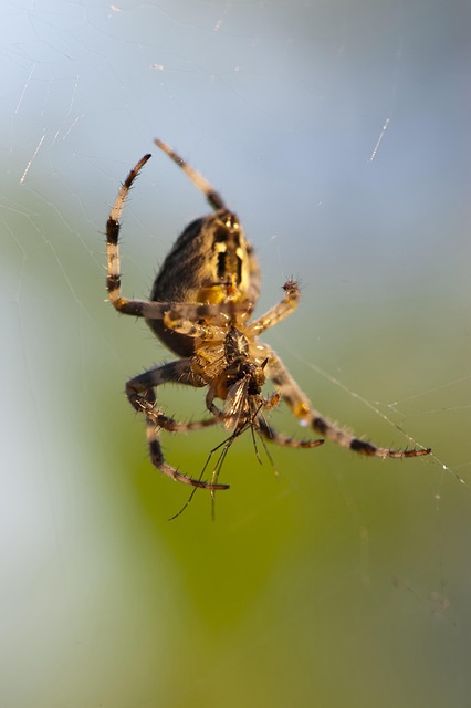 Mosquito Control