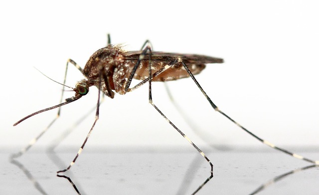 Mosquito Control
