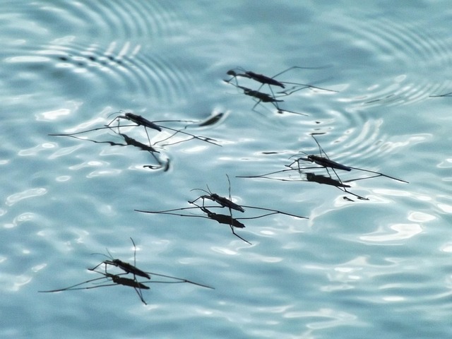 Mosquito Control