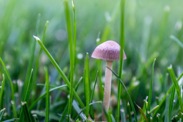 Mushroom Gummies for Focus