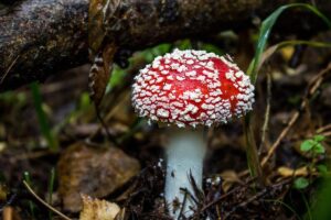 Mushroom Gummies: Boost Antioxidants, Enhance Brain Health & Focus