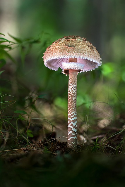 Mushroom Gummies for Focus