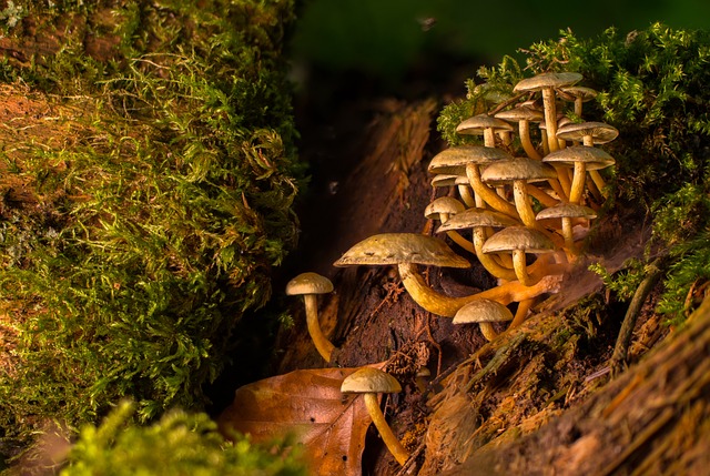 Mushroom Gummies for Focus