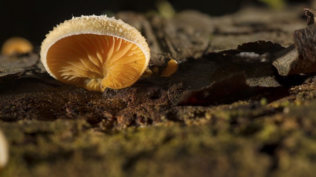 Mushroom Gummies for Focus