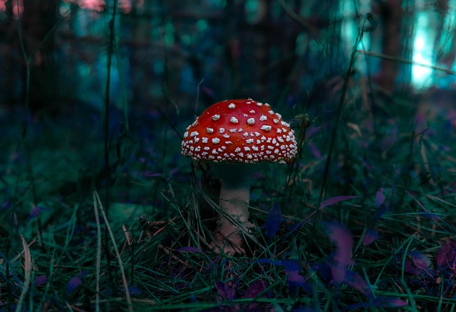 Mushroom Gummies for Focus