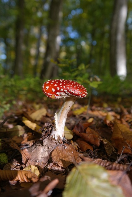 Mushroom Gummies for Focus
