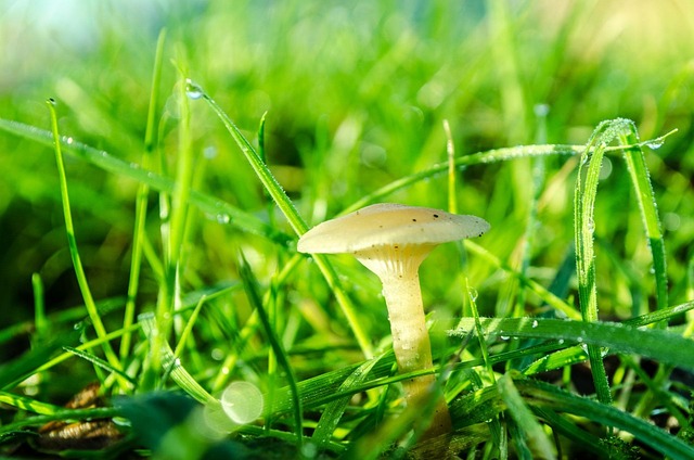 Mushroom Gummies for Focus