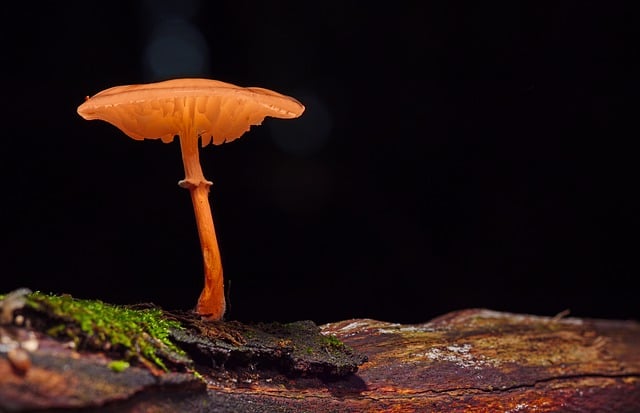Mushroom Gummies for Focus