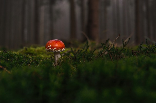 Mushroom Gummies for Focus