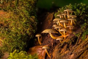 Mushroom Gummies for Focus: Natural Mood Stabilizers Unlocked
