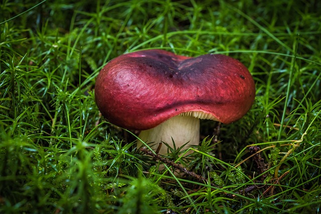 Mushroom Gummies for Focus