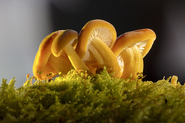 Mushroom Gummies for Focus