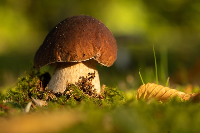 Mushroom Gummies for Focus